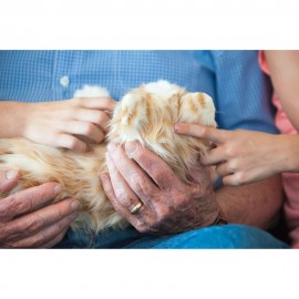 Companion Pet Cat For Elderly